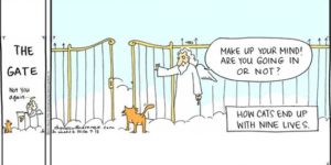 How cats end up with nine lives.