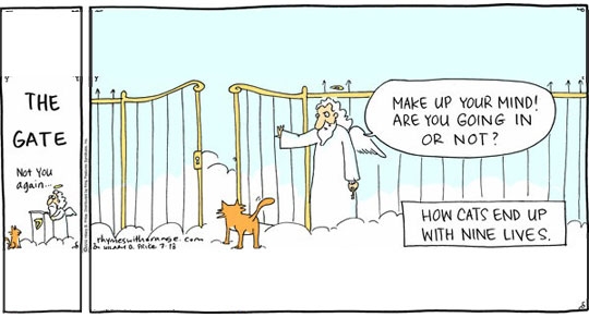 How cats end up with nine lives.