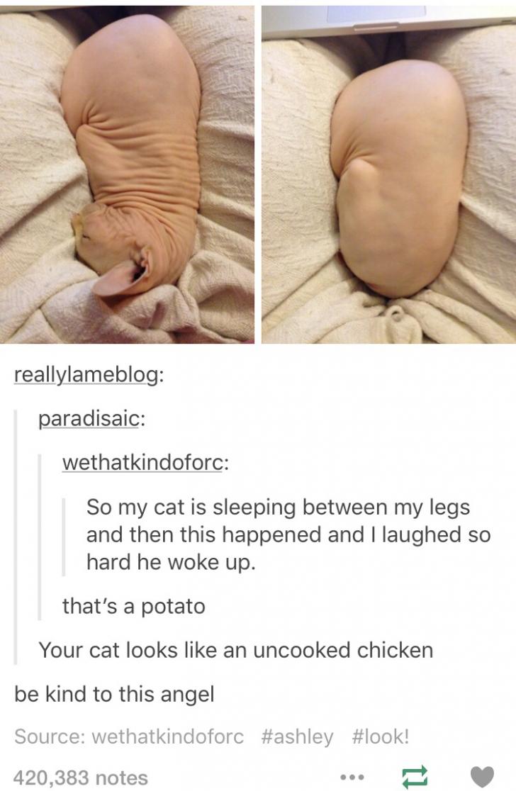 Cat potato