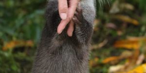 An Otter Capturing a Human