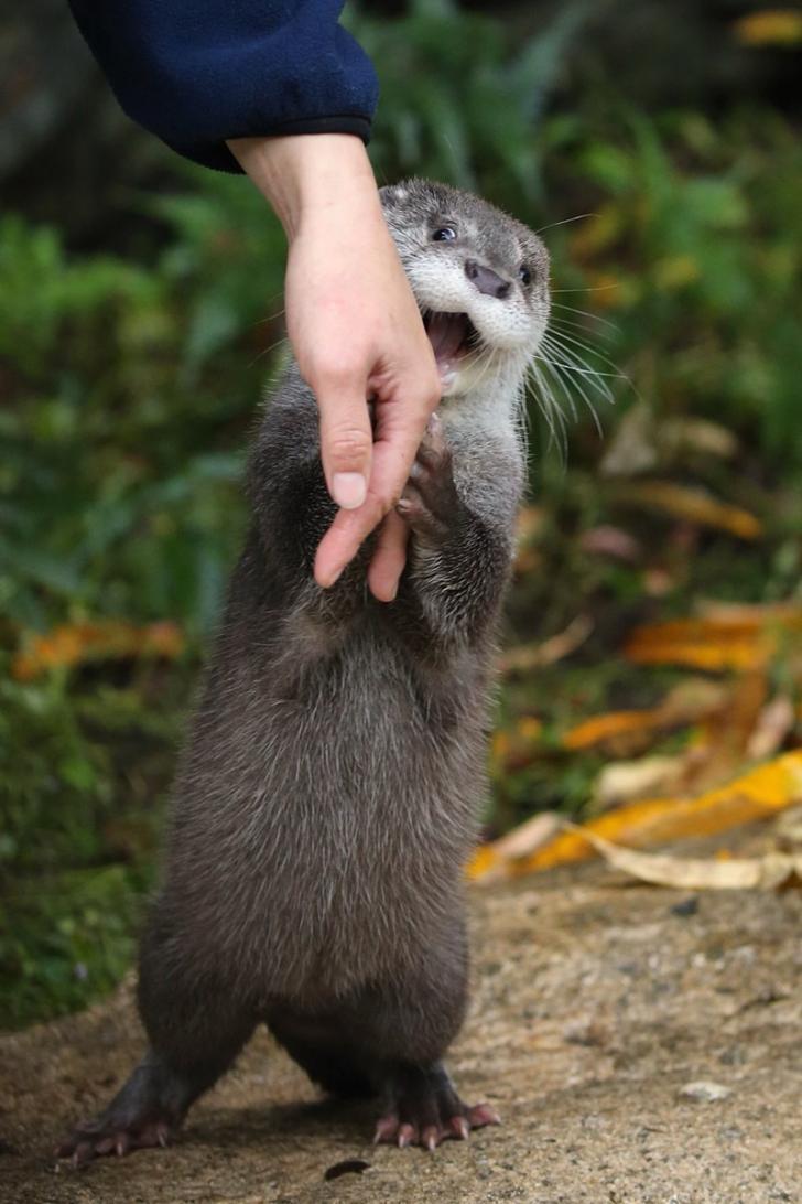 An Otter Capturing a Human