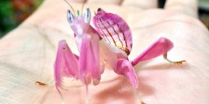 The Mighty Pink Orchid Mantis