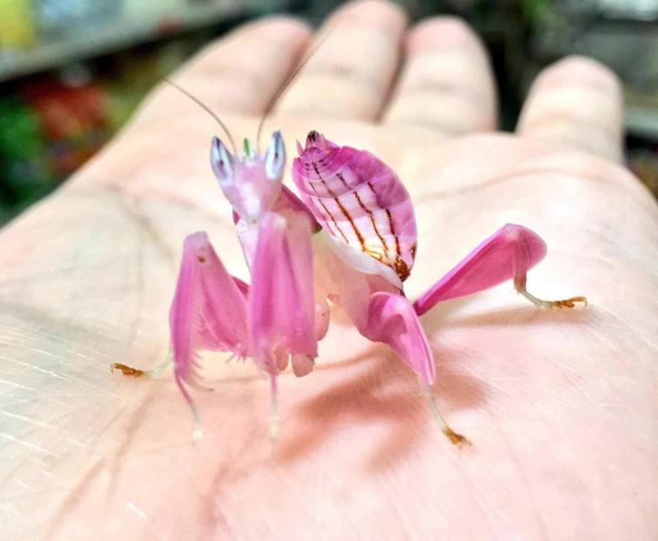 The Mighty Pink Orchid Mantis