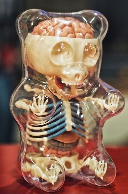 Anatomy of a gummy bear