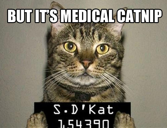 ...but it's medical catnip.