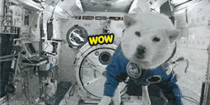 Space doge!