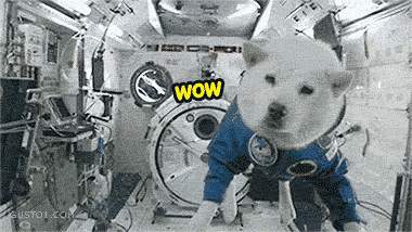 Space doge!