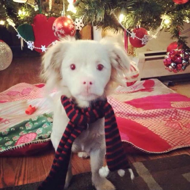 Meet Falcor from The Neverending Story.