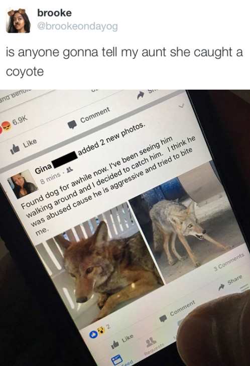 Grandma got bit by a coyote