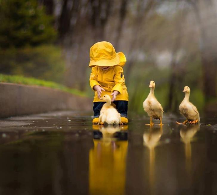 A boy with his ducks