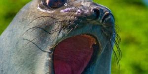 When seals open their mouths…