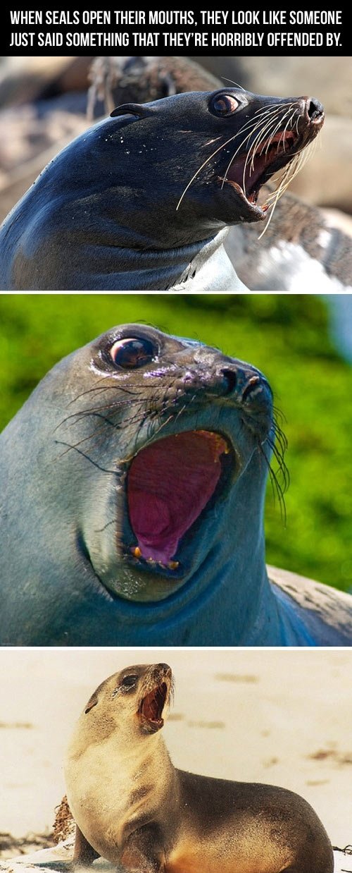 When seals open their mouths...