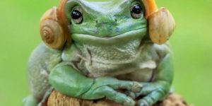 This frog with snails on its head thinks its Princess Leia