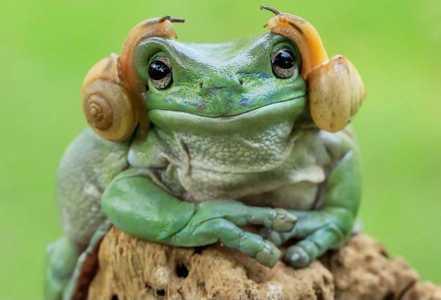 This frog with snails on its head thinks its Princess Leia