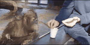 Entertaining an orangutan