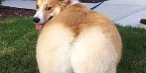 Kim Corgdashian