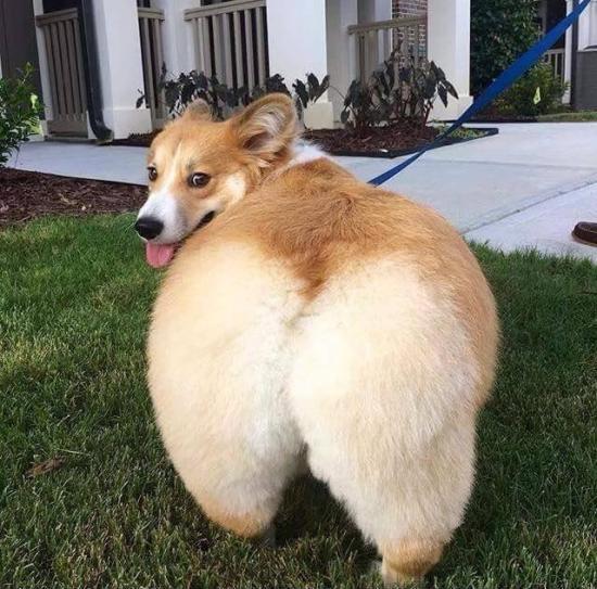 Kim Corgdashian