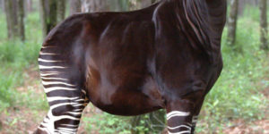 Okapi, the endangered forest giraffe of the Congo