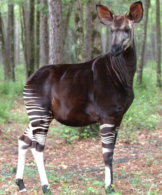 Okapi, the endangered forest giraffe of the Congo