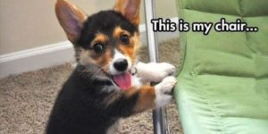 Dawwwwwwww. Meet pancake!