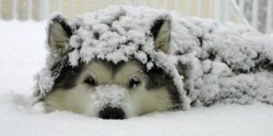 Snow dog