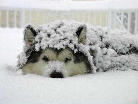 Snow dog