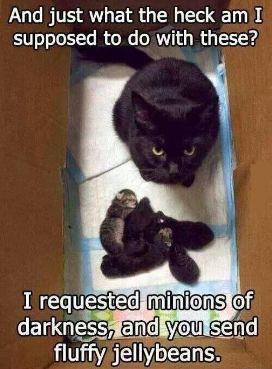 I requested minions...