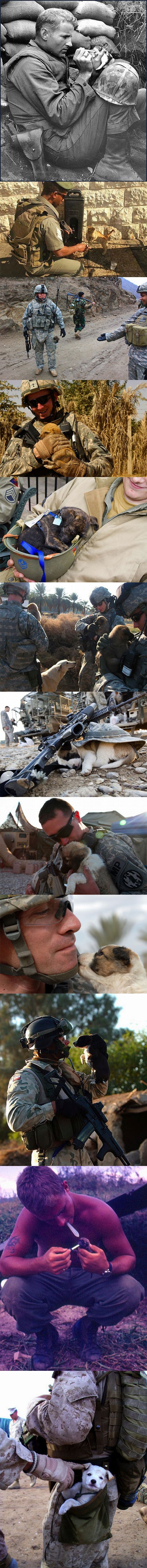 Animals in war.