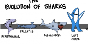 The Evolution of Sharks
