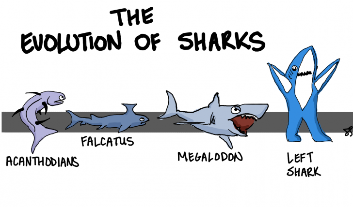 The Evolution of Sharks