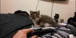 Kitten vs the force