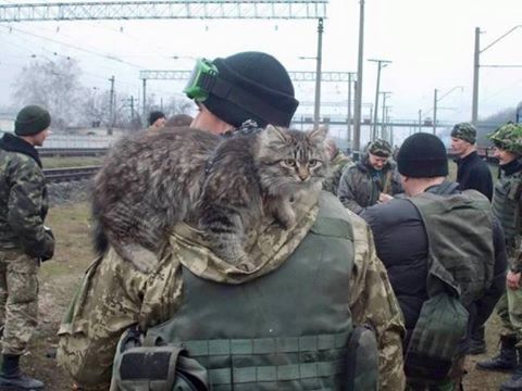 Ukrainian soldier goes home from the war zone in Eastern Ukraine with a rescued cat.