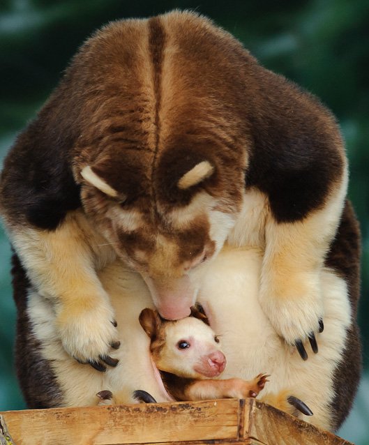 baby wallaby in the pouch