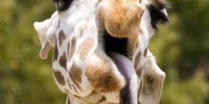 Derp Giraffe