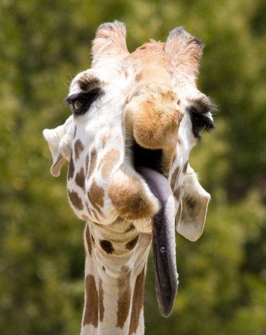 Derp Giraffe