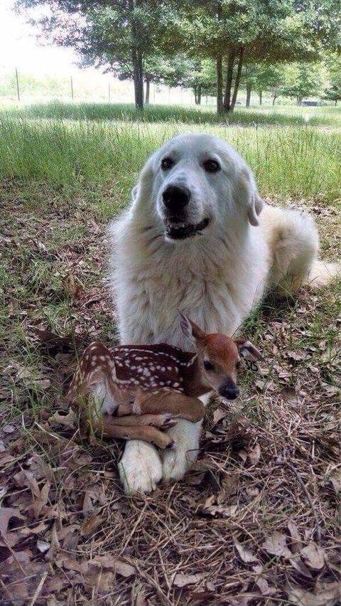 Can't Chase The Ball Right Now, Have A Friend To Hold