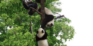 OMG Panda Tree