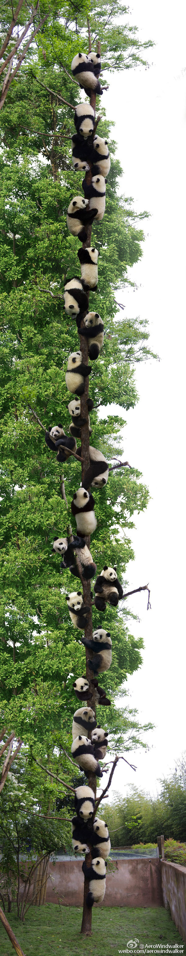 OMG Panda Tree