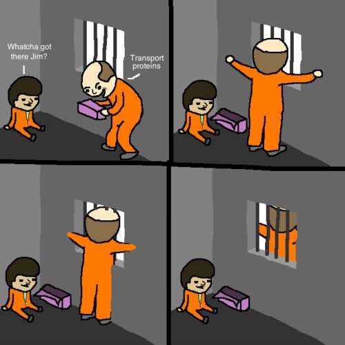 Because it's a CELL WALL!