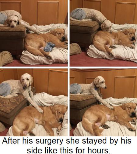 After His Surgery She Stayed By His Side Like...
