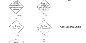 The decision making process of dogs.