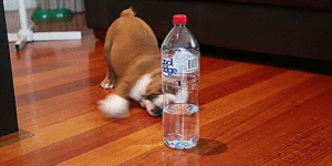 Bulldog Puppy vs. Water Bottle