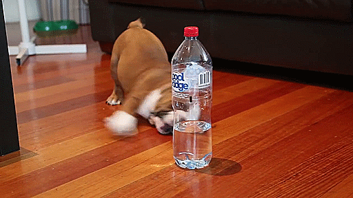 Bulldog Puppy vs. Water Bottle