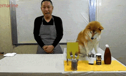 Cooking with doge. Not sure if worse than cat or better...