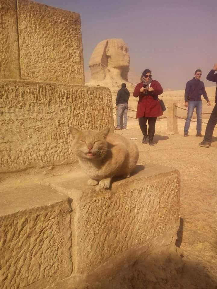 I am your Sphinx now.