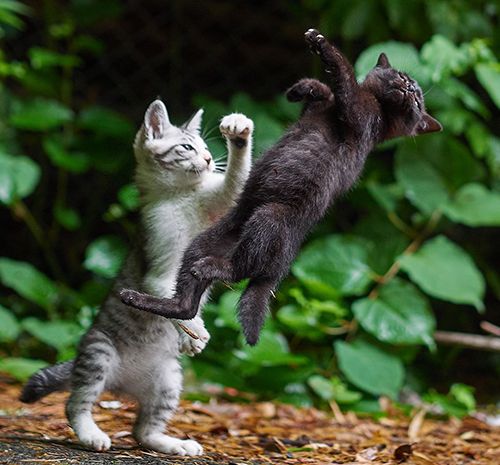 ðŸŽµ Everybody was Kung Fu Fighting 