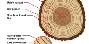 Understanding Wood Scales