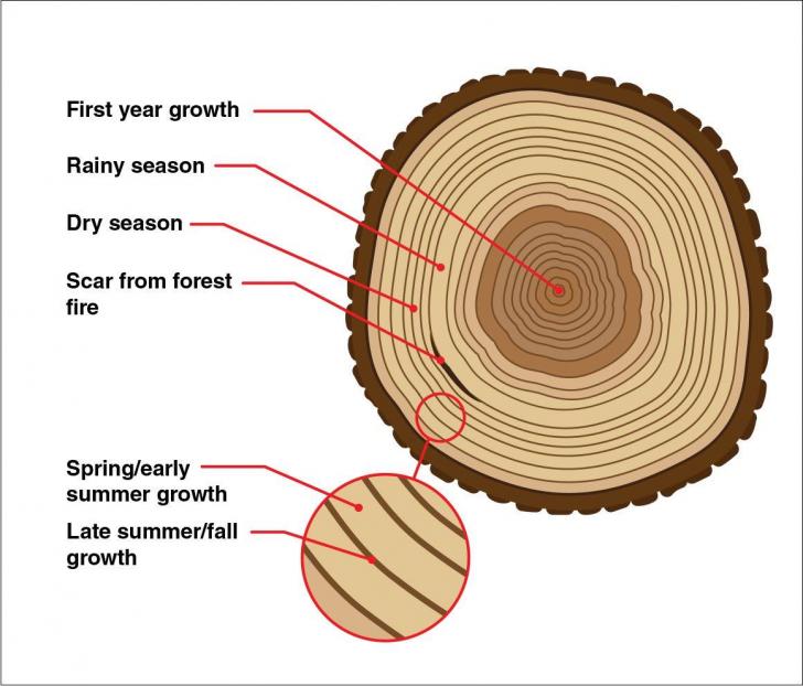 Understanding Wood Scales