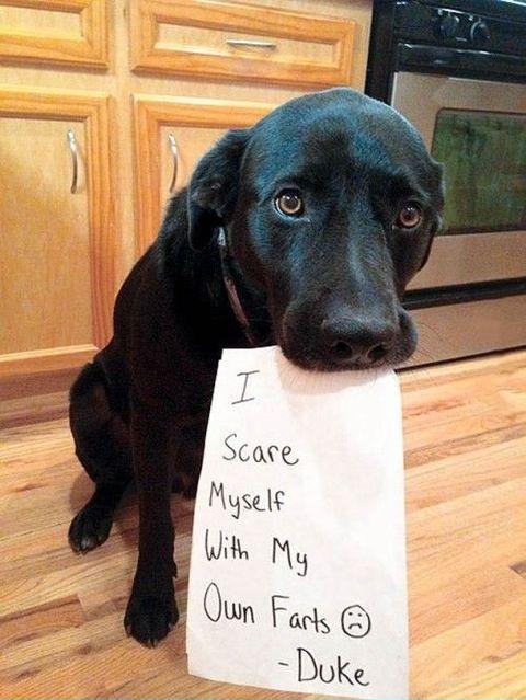 Cute guilty dog