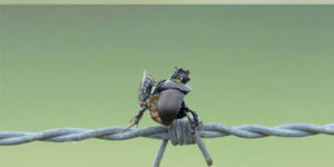 This bird picks up bugs and impales them on the barbed wire.